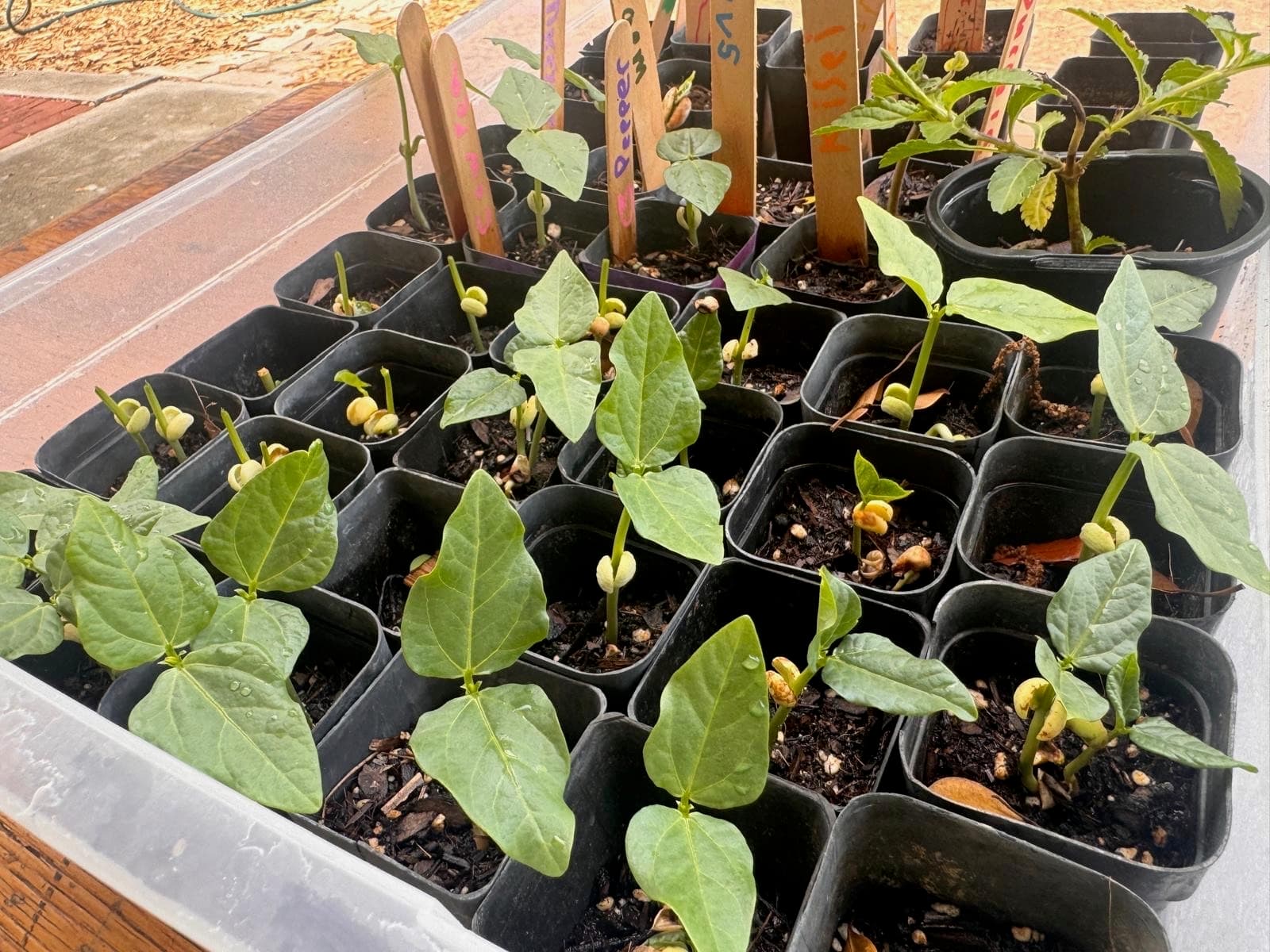 Seedlings started by GROW students for the garden